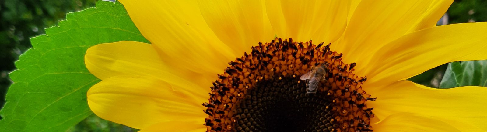 slider sonnenblumemitbiene