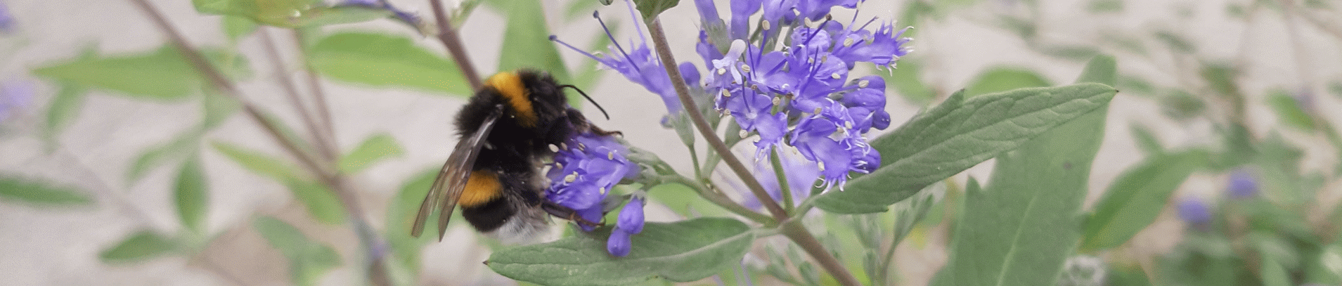 slider-herbst-hummel