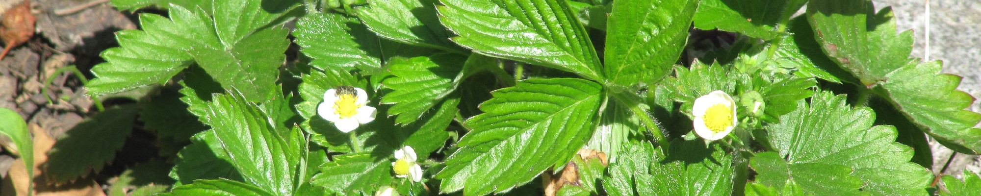 sliderfr&uuml;hling11